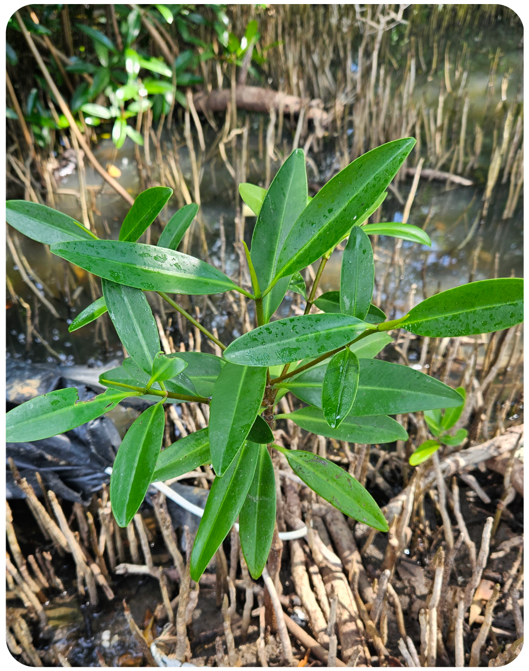 Planta de manglar en primer plano