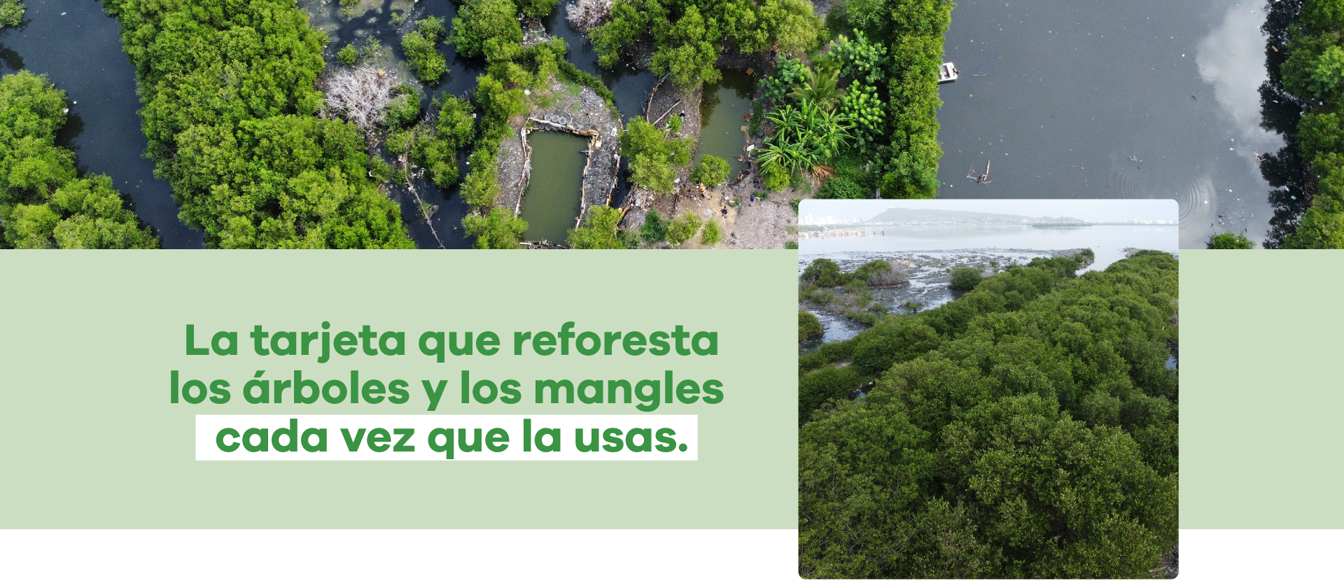 La tarjeta que reforesta los árboles y los mangles